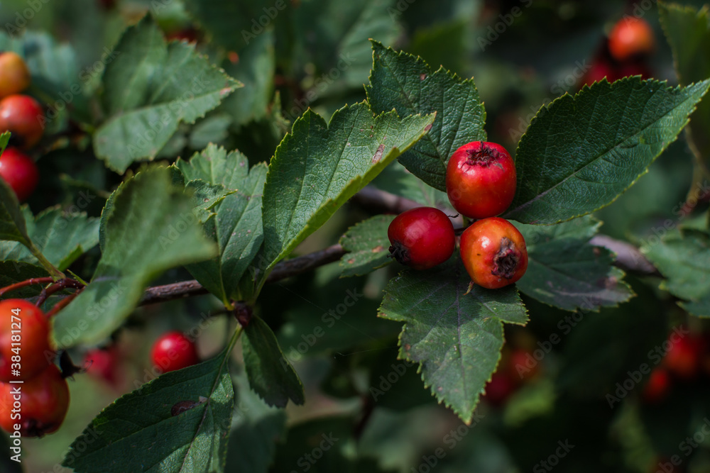 Red orange ripe hawthorn berries, branches with bunches, among green carved leaves on tree in summer forest. Harvest. Close-up Red orange ripe hawthorn berries, branches with bunches, among green carved leaves on tree in summer forest. Harvest. Close-up