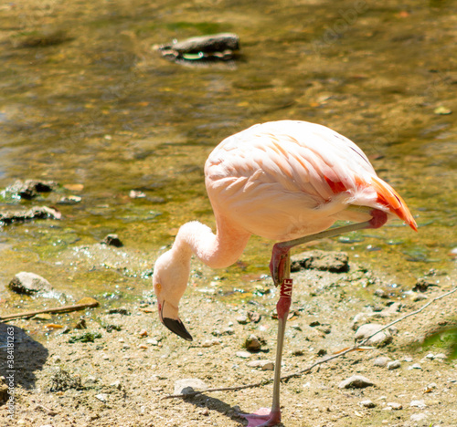 flamant rose marre faune photo