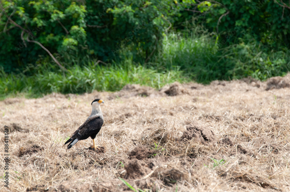 Hawk Hawk