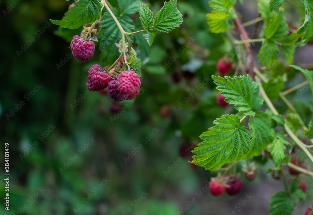Red scarlet pink raspberries on the branches, among the green carved leaves on bush in the summer garden. Harvest Red scarlet pink raspberries on the branches, among the green carved leaves on bush in the summer garden. Harvest