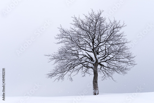 Minimalistic landscape with a naked snowy tree in a winter field. Amazing scene in cloudy and foggy weather. Christmas and winter holidays background