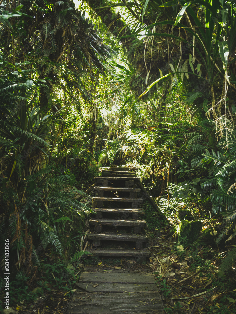 Forêt de bébour, île de la réunion Forêt de bébour, île de la réunion