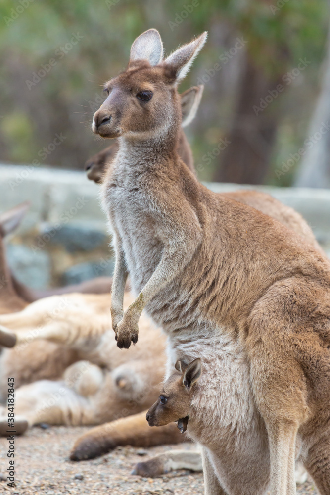 Western grey kangaroo with Joey in John Forrest National Park, Perth, Western Australia