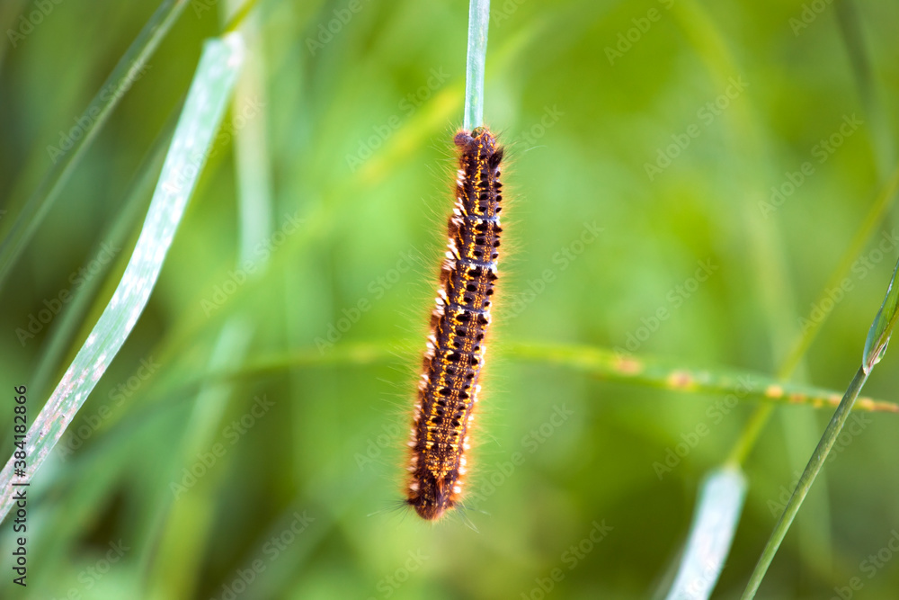 Close-up of hairy caterpillar hanging on a grass stalk. Macro nature shot.
