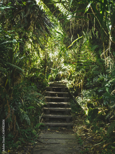 Forêt de bébour, île de la réunion