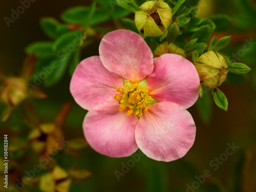 Fototapeta Naklejka Na Ścianę i Meble -  pink cinquefoil in the garden