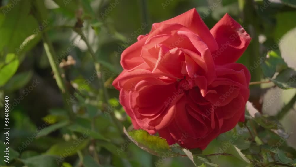 Beautiful red rose during a sunny day in spring. Close up shot with green leaves in the background moving slightly because of the wind. Beautiful red rose during a sunny day in spring. Close up shot with green leaves in the background moving slightly because of the wind.