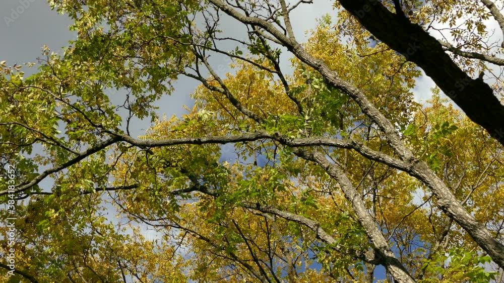 Long tree branches in deciduous forest with several birds flying around in autumn