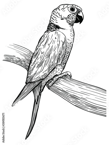 Sketch of parrot black and white vintage exotic tropical bird. Engrave style Vector illustration isolated hand drawn on white background