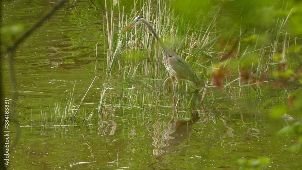 Great Blue Heron patiently waits in water for prey to come into striking range Great Blue Heron patiently waits in water for prey to come into striking range