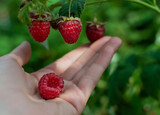Big red scarlet pink ripe raspberries on palm of  hand and on branches with green carved leaves on bushes in summer garden in sunlight. Harvest