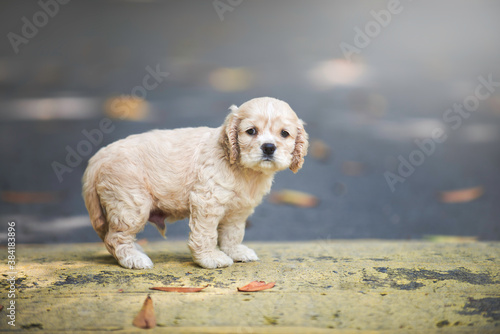 Lost male puppy on pedestrian walk on road.Cocker spaniel pet in outdoor.Cute animal young dog purebred.