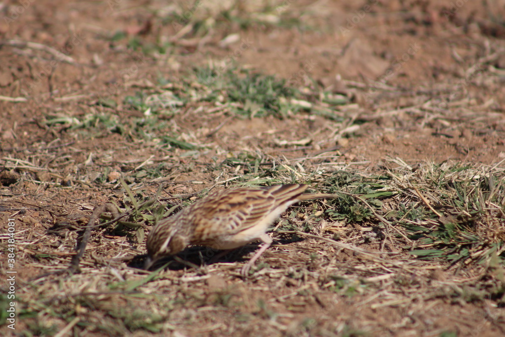 Photo Taken in Pilanesberg National Park. Photo Taken in Pilanesberg National Park.