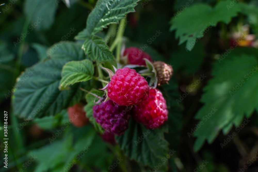Scarlet pink ripe raspberries on branches with green carved leaves on bush in the summer garden. Harvest in light of sun. Close-up Scarlet pink ripe raspberries on branches with green carved leaves on bush in the summer garden. Harvest in light of sun. Close-up