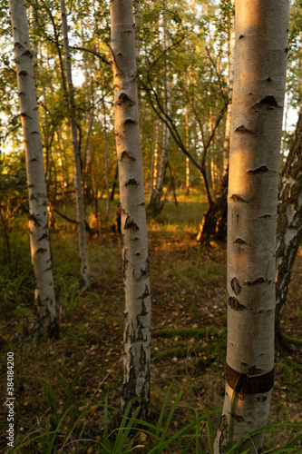 Silver birch trees at the beginining of autumn with beautiful dusk sunlight. Leaves on the ground portrait