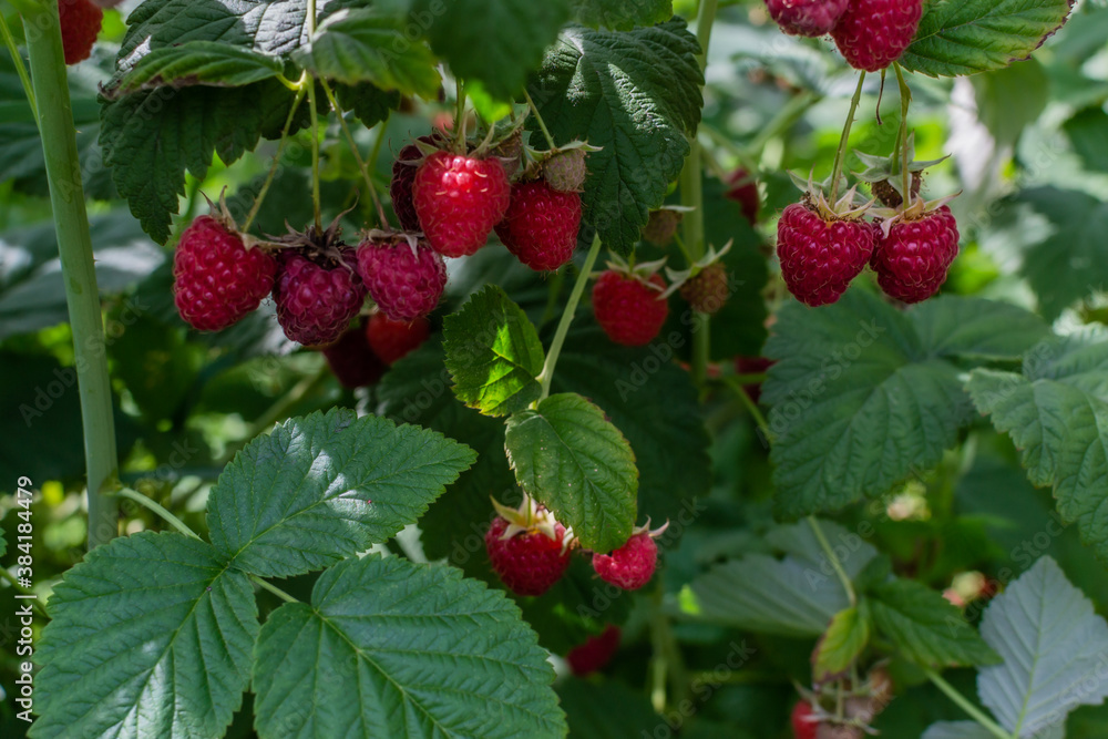 Scarlet red pink ripe raspberries on branches with green carved leaves on bush in the summer garden. Harvest in light of sun. Close-up Scarlet red pink ripe raspberries on branches with green carved leaves on bush in the summer garden. Harvest in light of sun. Close-up