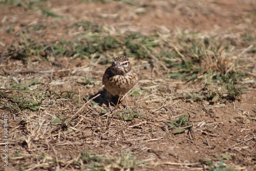 Photo Taken in Pilanesberg National Park.