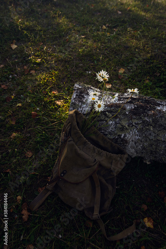 Daisies in a camping backpack next to the trunk of the birch on the background of a village lake and sunset