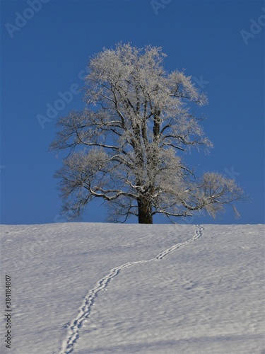 Einzelstehender Baum bei Saulgrub im Winter photo