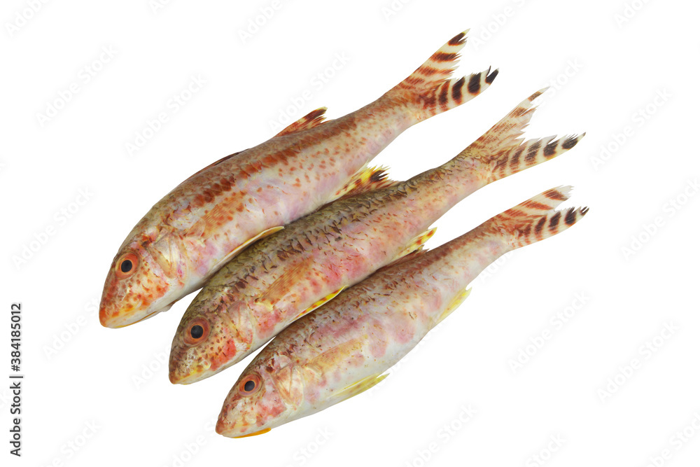 Goatfish or red mullet isolated on white background Goatfish or red mullet isolated on white background