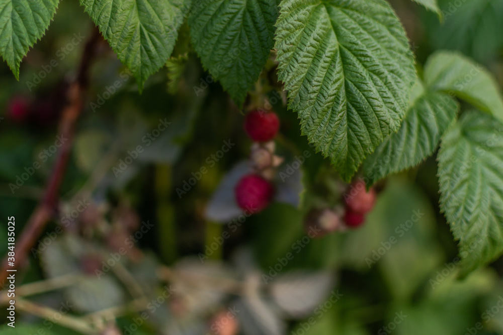 Obraz premium Scarlet red pink raspberries on branches with green carved leaves on bushes in the summer garden. Harvest. Siberia. Close-up