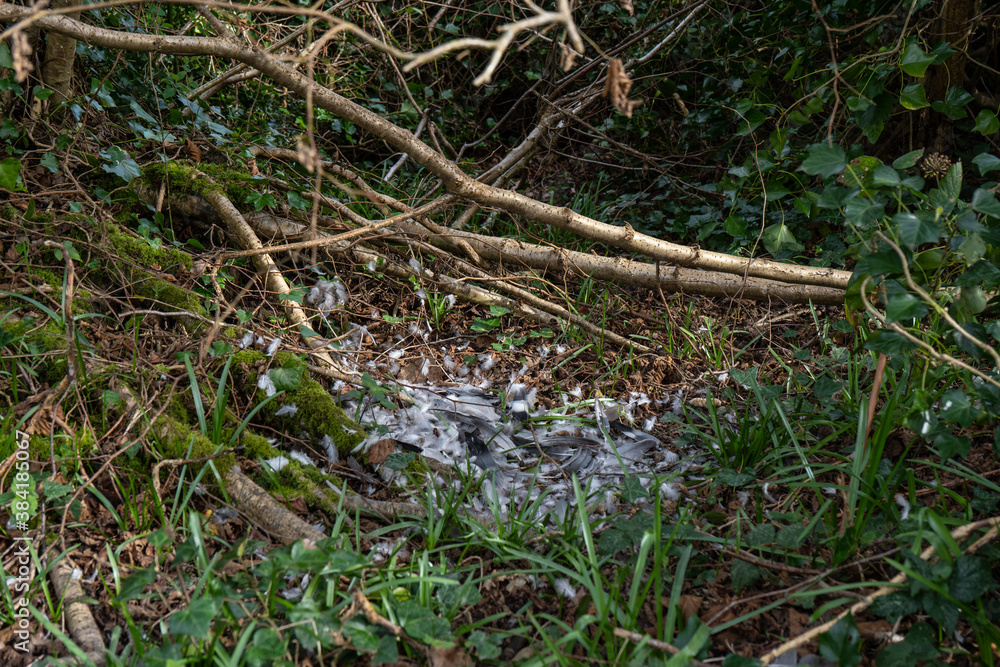 Pigeon feathers from dead bird on ground next to branches Pigeon feathers from dead bird on ground next to branches