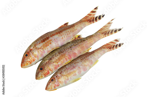 Fotografi Goatfish or red mullet isolated on white background