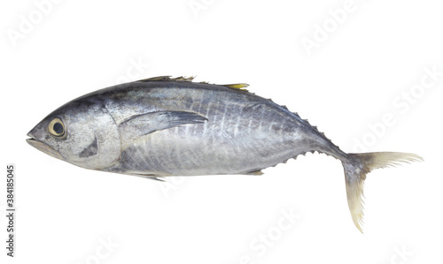 Fresh raw tuna fish isolated on white