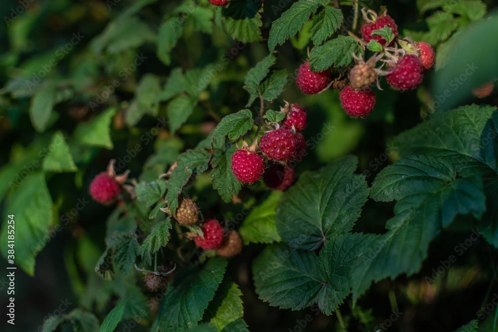 Scarlet pink red ripe raspberries on branches with green carved leaves on bush in the summer garden. Harvest in sunlight Scarlet pink red ripe raspberries on branches with green carved leaves on bush in the summer garden. Harvest in sunlight