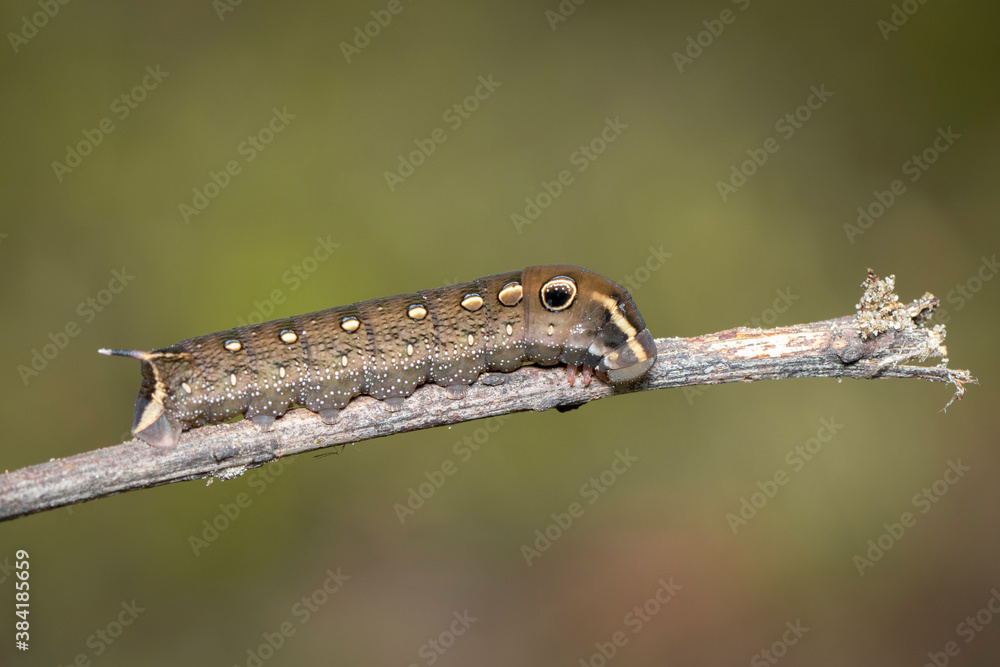 Image of brown caterpillar on branch on natural background. Insect. Brown worm. Animal. Image of brown caterpillar on branch on natural background. Insect. Brown worm. Animal.