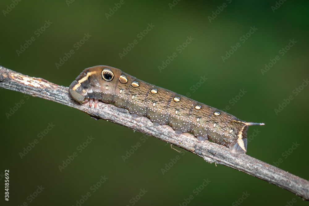 Image of brown caterpillar on branch on natural background. Insect. Brown worm. Animal. Image of brown caterpillar on branch on natural background. Insect. Brown worm. Animal.