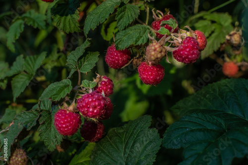 Scarlet pink red ripe raspberries on branches with green carved leaves on bush in the summer garden. Harvest in sun light. Close-up