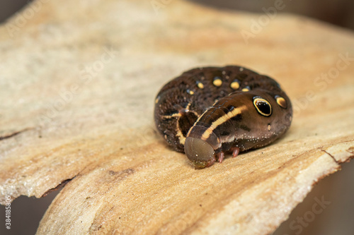 Image of brown caterpillar on a natural background. Insect. Brown worm. Animal.