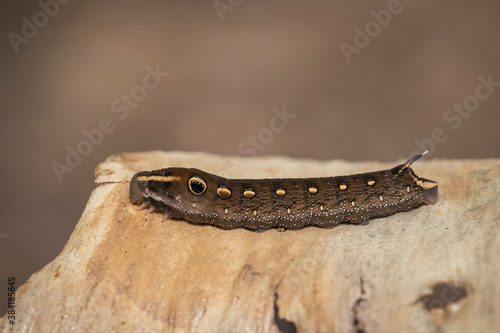 Image of brown caterpillar on a natural background. Insect. Brown worm. Animal. photo