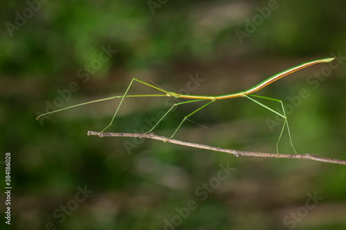 Image of a siam giant stick insect on the branch on nature background. Insect. Animal. photo