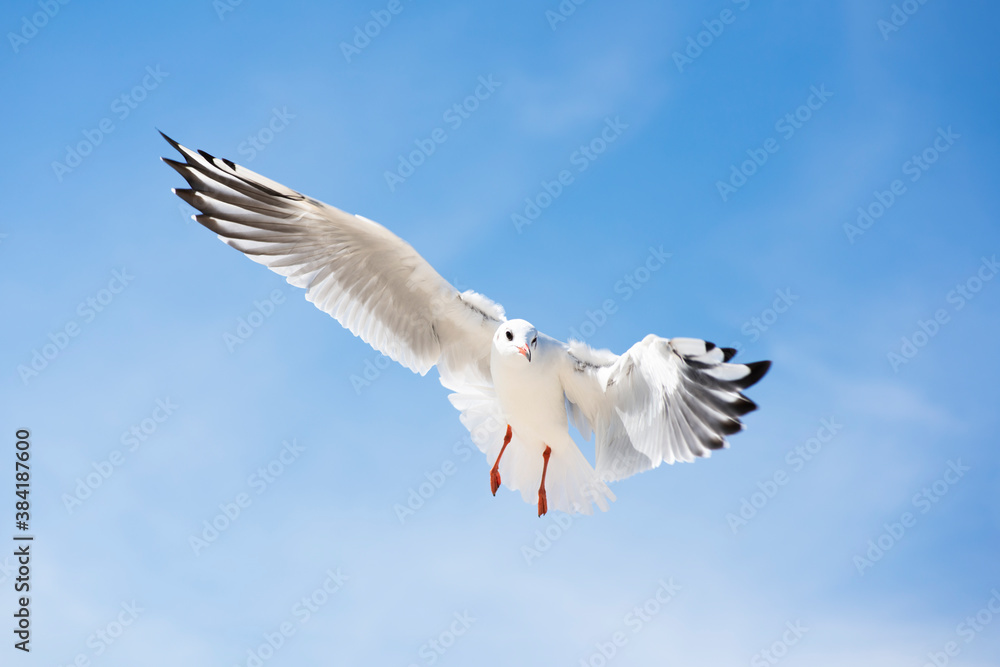 Gullchick Flies over Expanse air. Top view of silhouette of flying seagull. Gullchick Flies over Expanse air. Top view of silhouette of flying seagull.