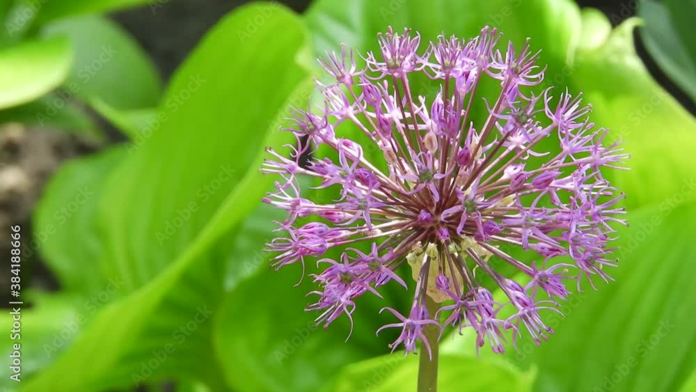 garlic flower swaying in the wind close up garlic flower swaying in the wind close up