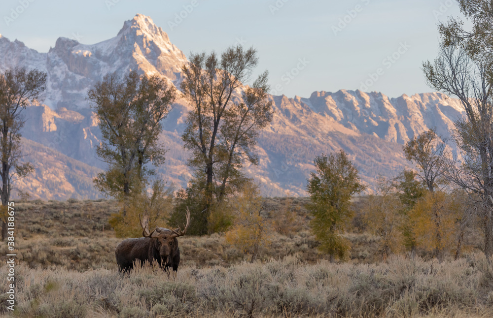 Bull Moose During the Fall Rut in Wyoming Bull Moose During the Fall Rut in Wyoming