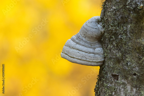 A fungi growing on a softwood tree in and old-growth forest in Northern Finland during autumn foliage. 
