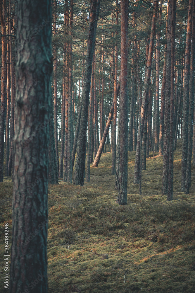 Fototapeta premium autumn forest in the evening
