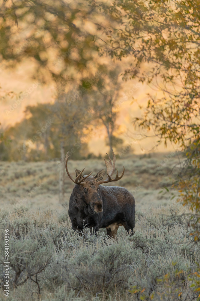 Bull Moose During the Fall Rut in Wyoming Bull Moose During the Fall Rut in Wyoming