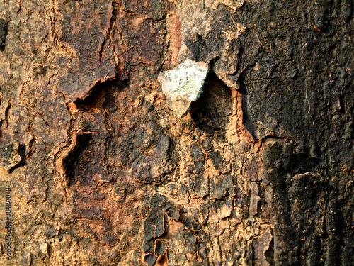 Dried bark of African tulip or spathodea tree