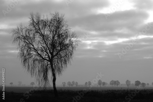 Tree in the fog