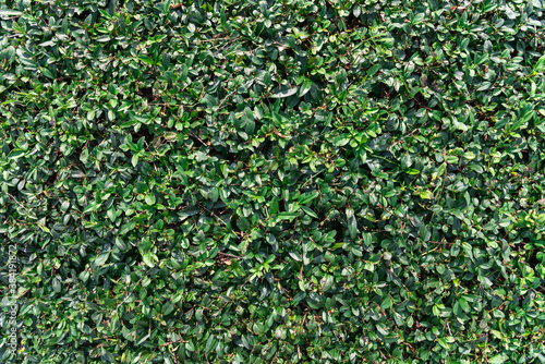 Texture of a decorative green bright shrub