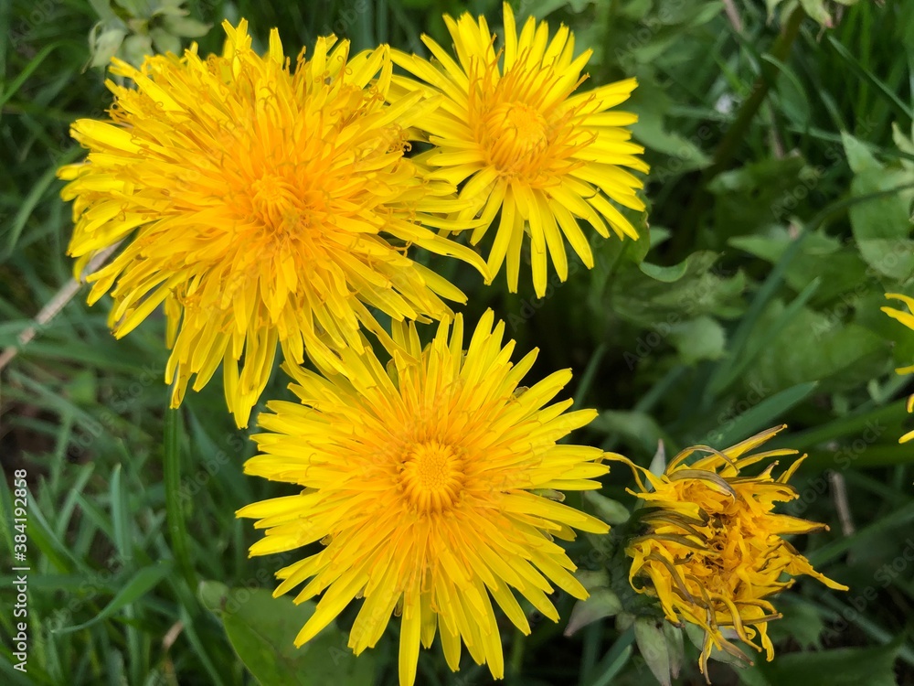 Close-up of yellow dandelions with green background. Daylight Close-up of yellow dandelions with green background. Daylight