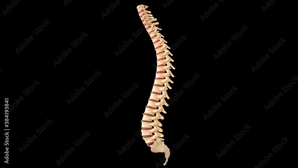Human Anatomy Vertebral Column.3D Illustration Human Anatomy Vertebral Column.3D Illustration