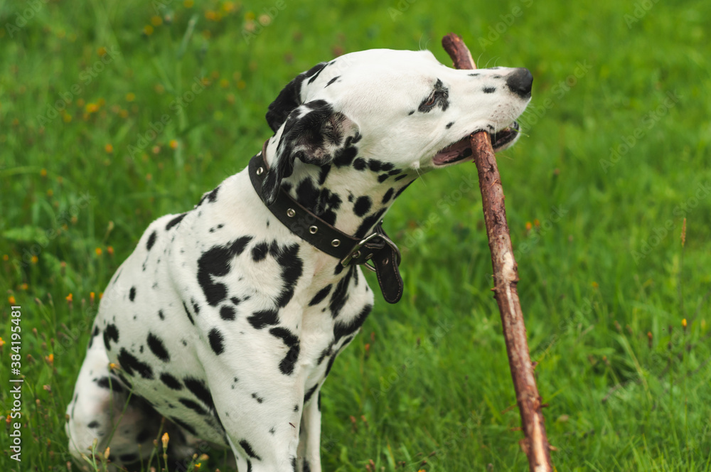 Dalmatian dog holding a stick in his mouth