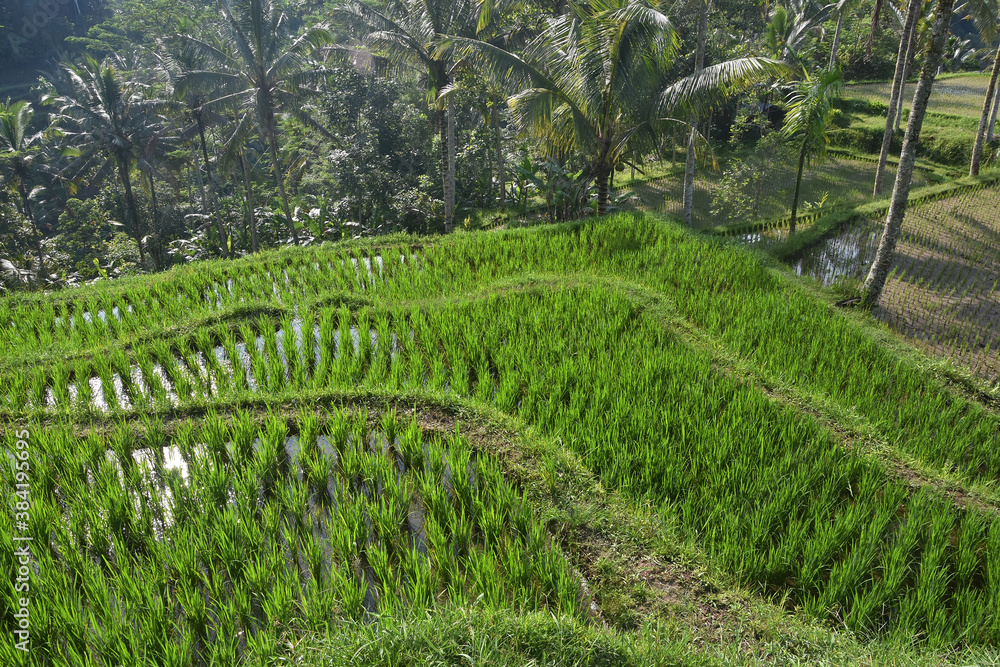 rice fields in Gianyar, Bali