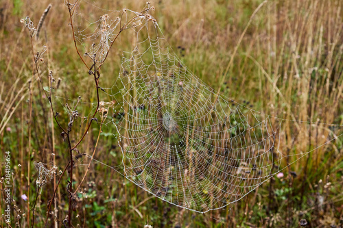 spiderweb on a background of meadow grasses