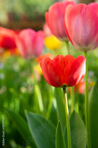 Tulips in the garden.